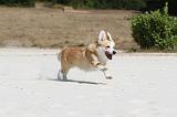 CORGI PEMBROKE 209